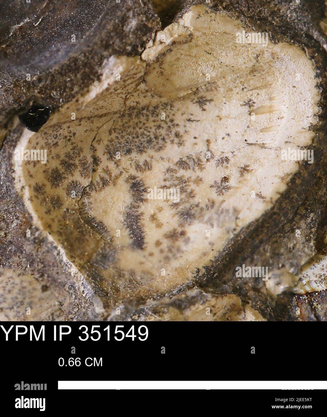 Parallelodon (Cosmetodon) sp. Stock Photo