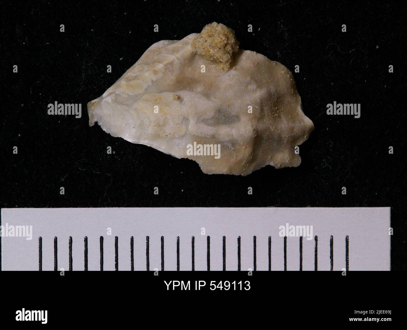 Irregular shells hi-res stock photography and images - Alamy