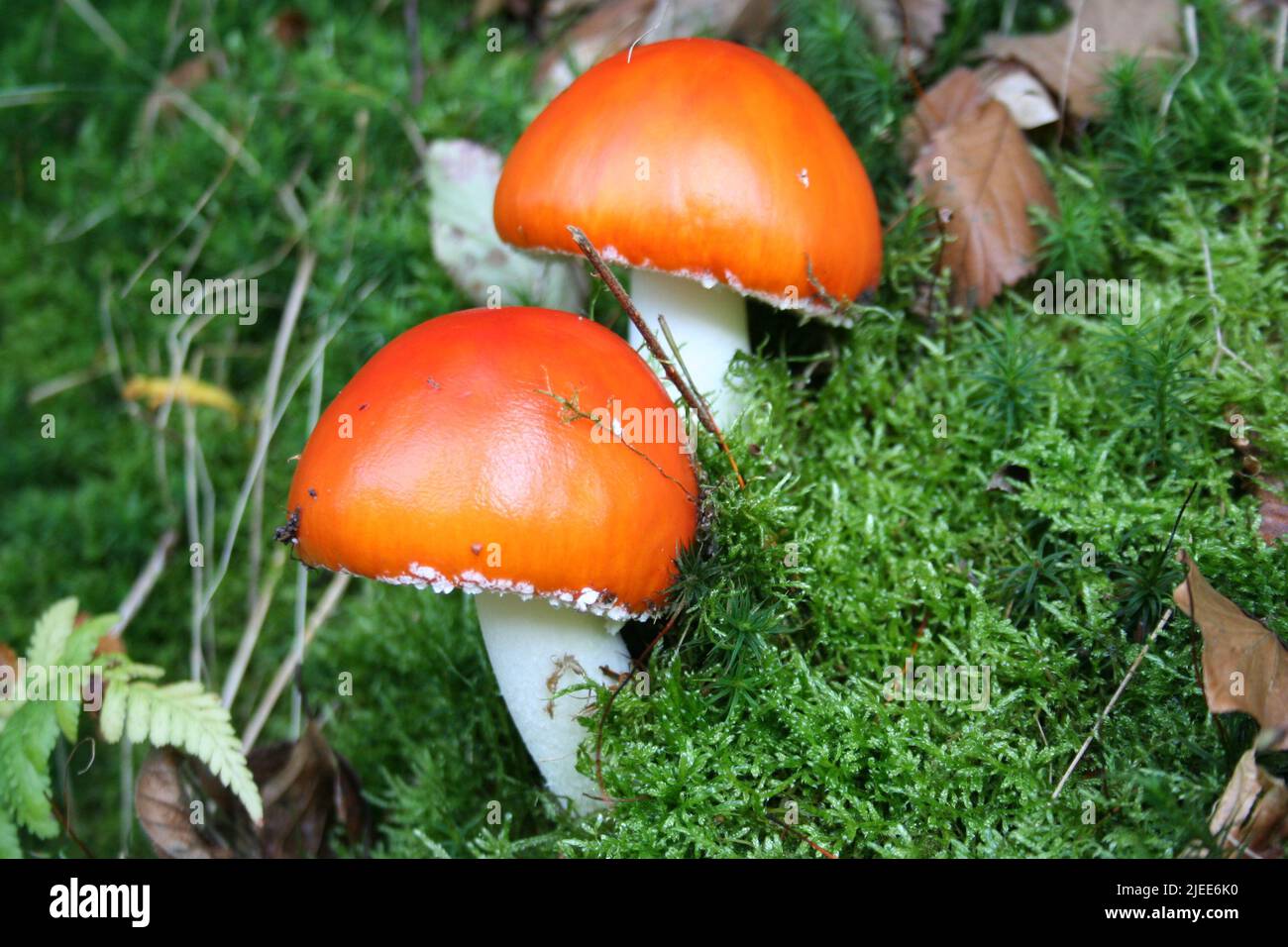 Beautiful orange capped Amanita Parcivolvata mushrooms, also known as Ringless False Fly Amanita, found on the forest floor in Germany. Stock Photo