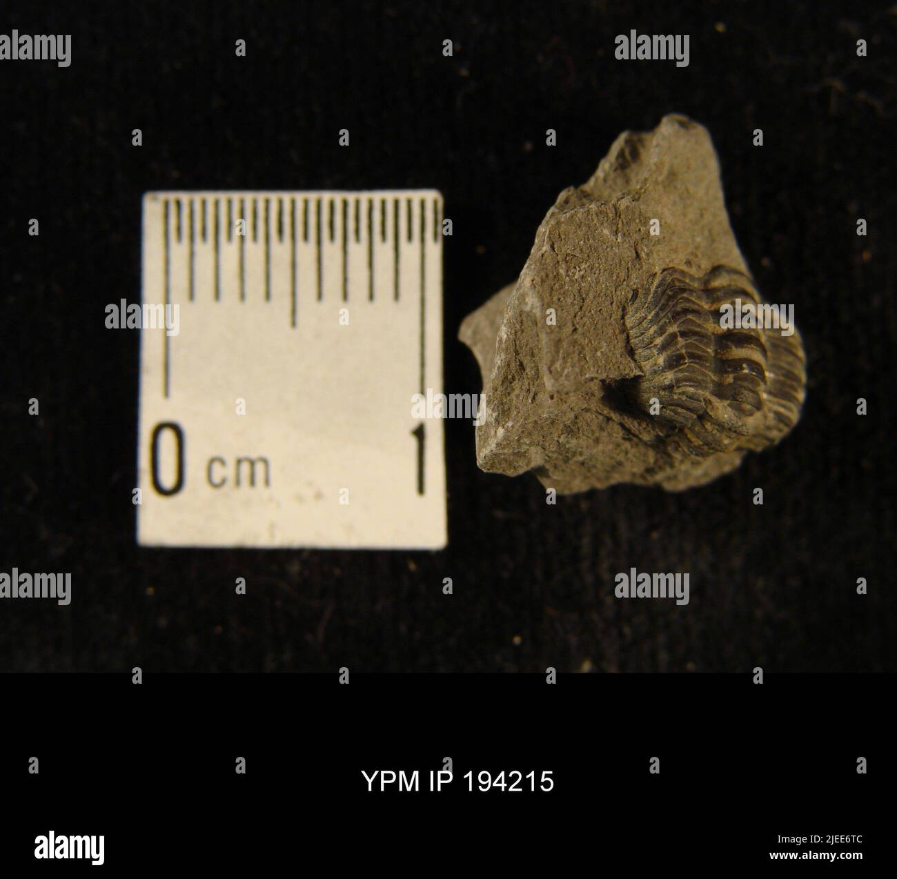 Extinct species analysis hi-res stock photography and images - Alamy