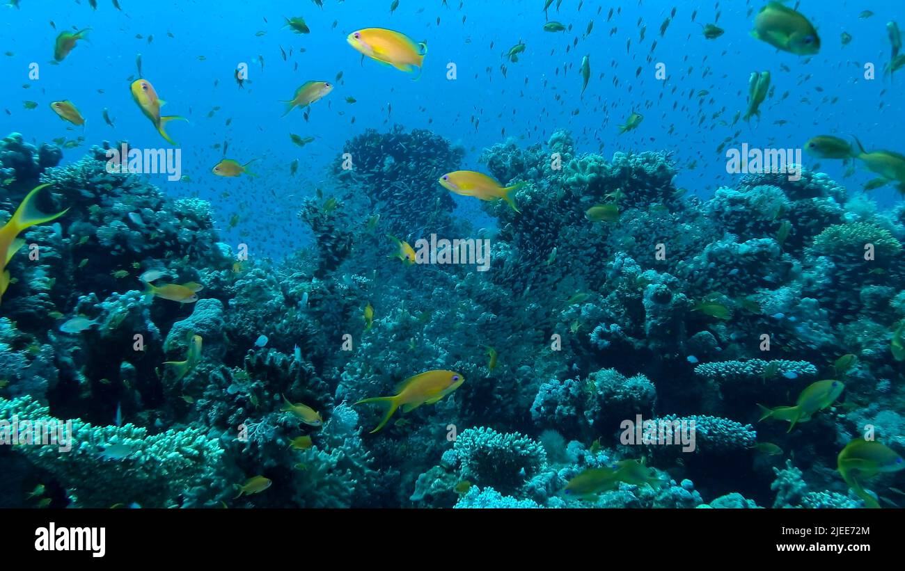 Red Sea, Egypt. 26th June, 2022. Massive school of Lyretail Anthias (Pseudanthias squamipinnis) and Glassfish swims near coral reef. Underwater life on coral reef in the ocean. Red sea, Egypt (Credit Image: © Andrey Nekrasov/ZUMA Press Wire) Stock Photo