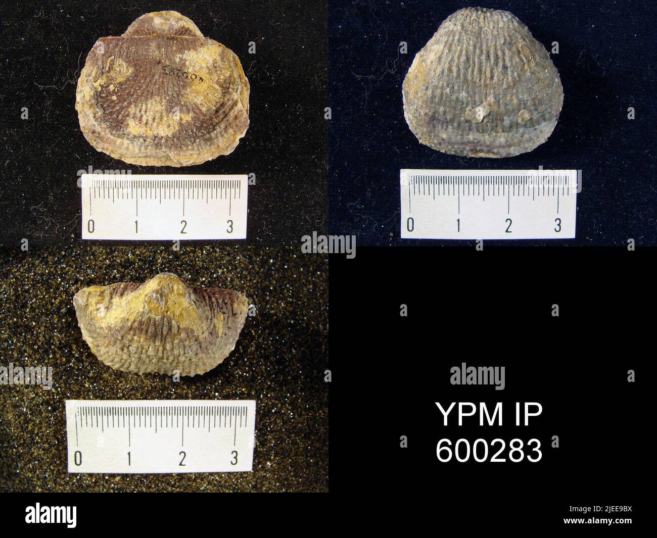 Pustula nebrascensis owen animalia hi-res stock photography and images ...