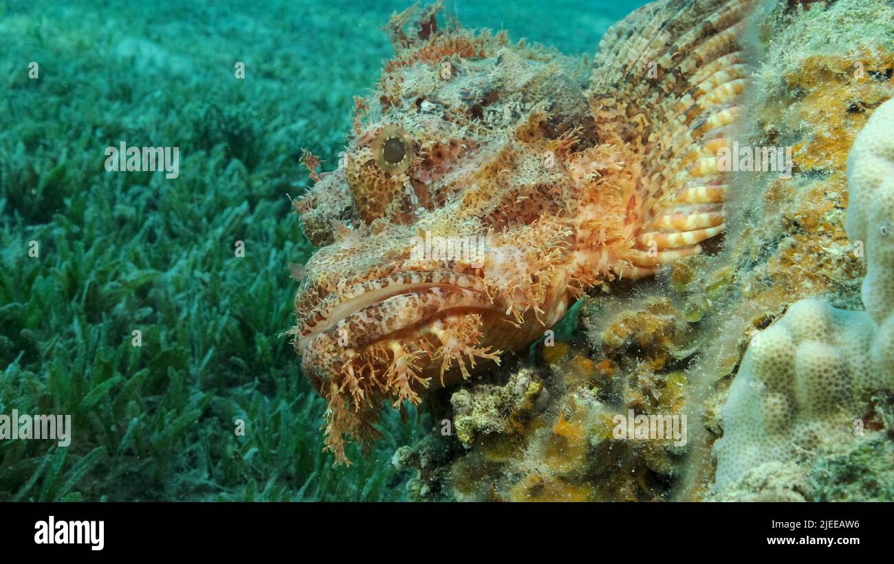 Red Sea, Egypt. 26th June, 2022. Scorpion fish lie on the reef. Bearded Scorpionfish (Scorpaenopsis barbata).Red sea, Egypt (Credit Image: © Andrey Nekrasov/ZUMA Press Wire) Stock Photo