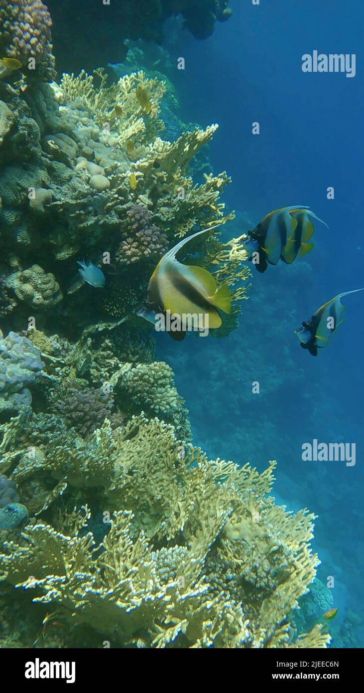 Red Sea, Egypt. 25th June, 2022. Red Sea Bannerfish (Heniochus intermedius) swims near coral reef. Red sea, Egypt (Credit Image: © Andrey Nekrasov/ZUMA Press Wire) Stock Photo