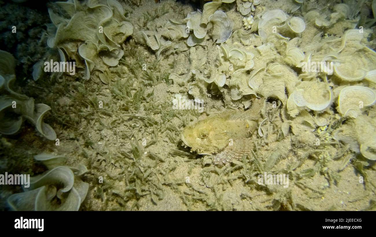 Zumar Fish Red Sea, Egypt. 26th June, 2022. Close-up, Scorpionfish hiding among ...