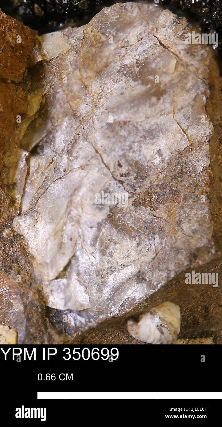 Undet ostreoida animalia hi-res stock photography and images - Alamy