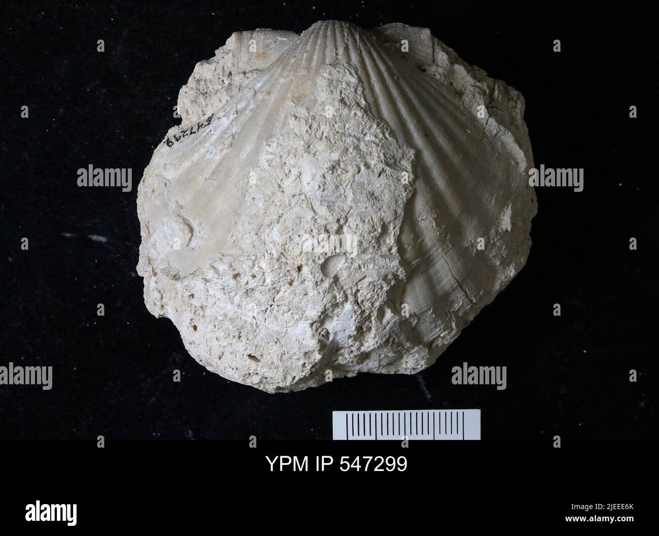 Undet pectinidae animalia hi-res stock photography and images - Alamy