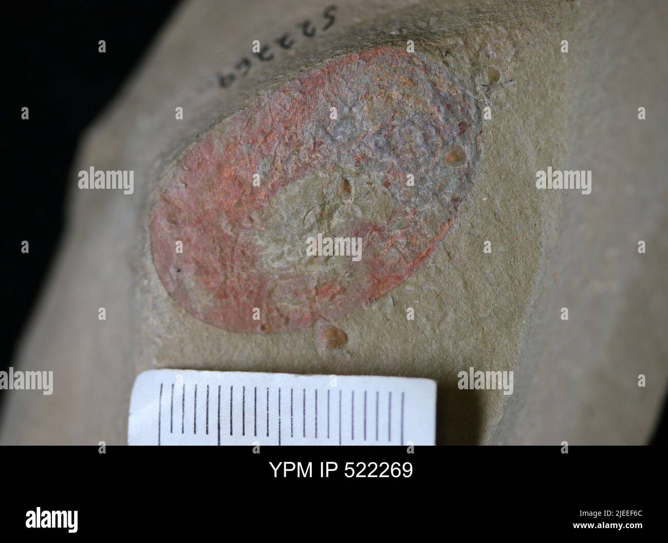 Arthropoda. Stock Photo