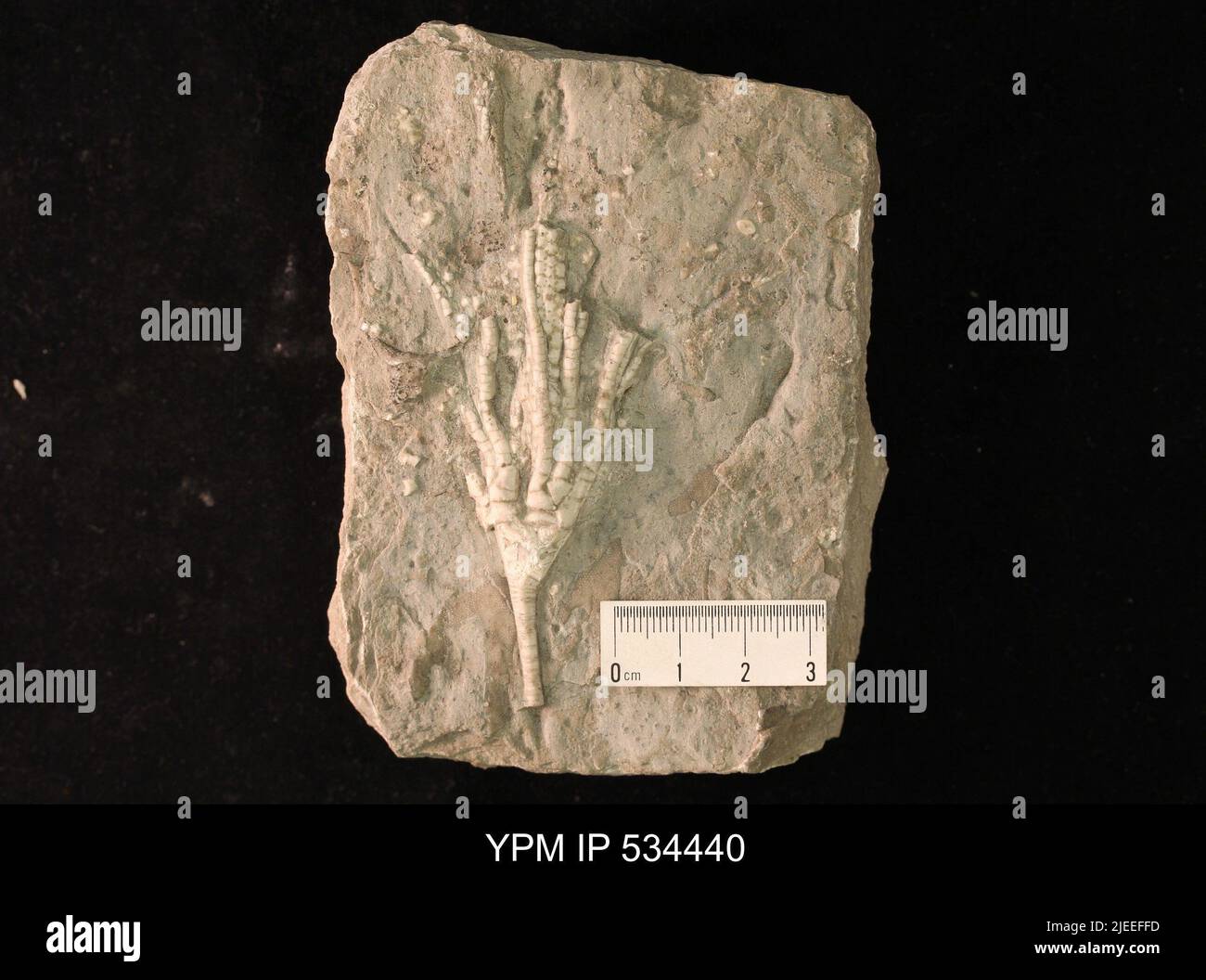 Undet crinoidea animalia hi-res stock photography and images - Alamy