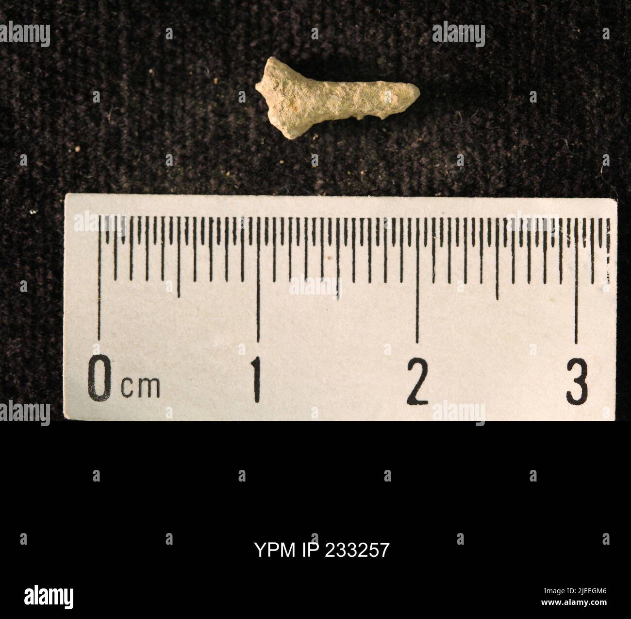 Moss specimens hi-res stock photography and images - Alamy