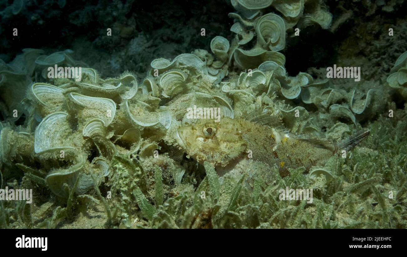 Zumar Fish Red Sea, Egypt. 26th June, 2022. Close-up, Scorpionfish hiding among ...