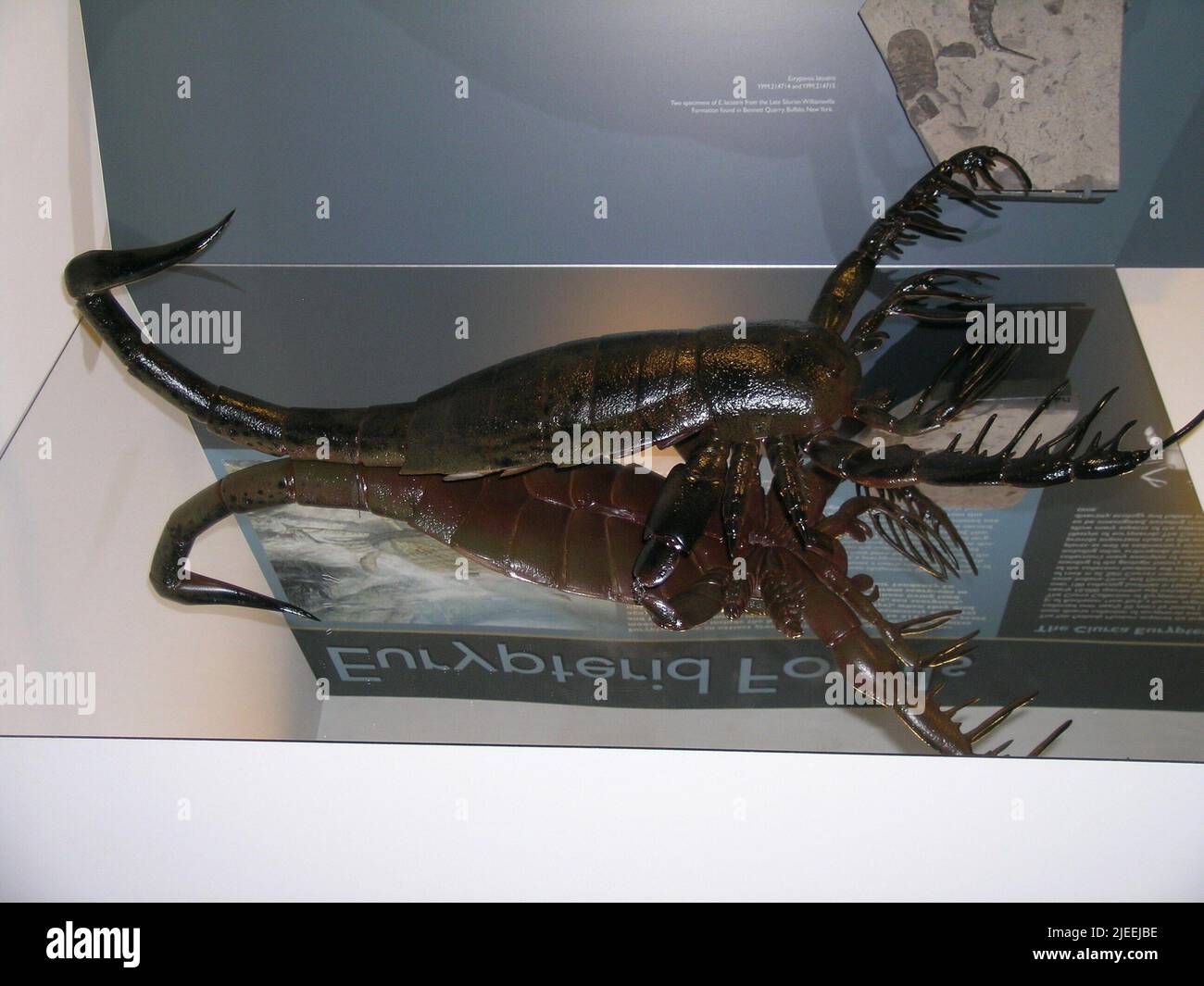 Mixopterus hi-res stock photography and images - Alamy