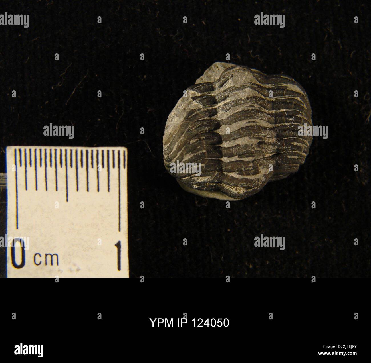 Phacops rana trilobite hi-res stock photography and images - Alamy