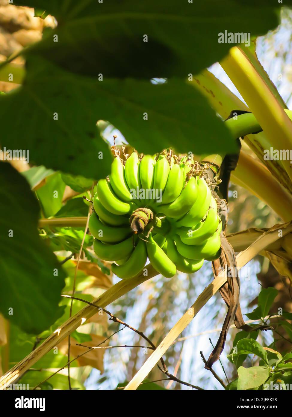 Bananas Growing on Tree Stock Photo