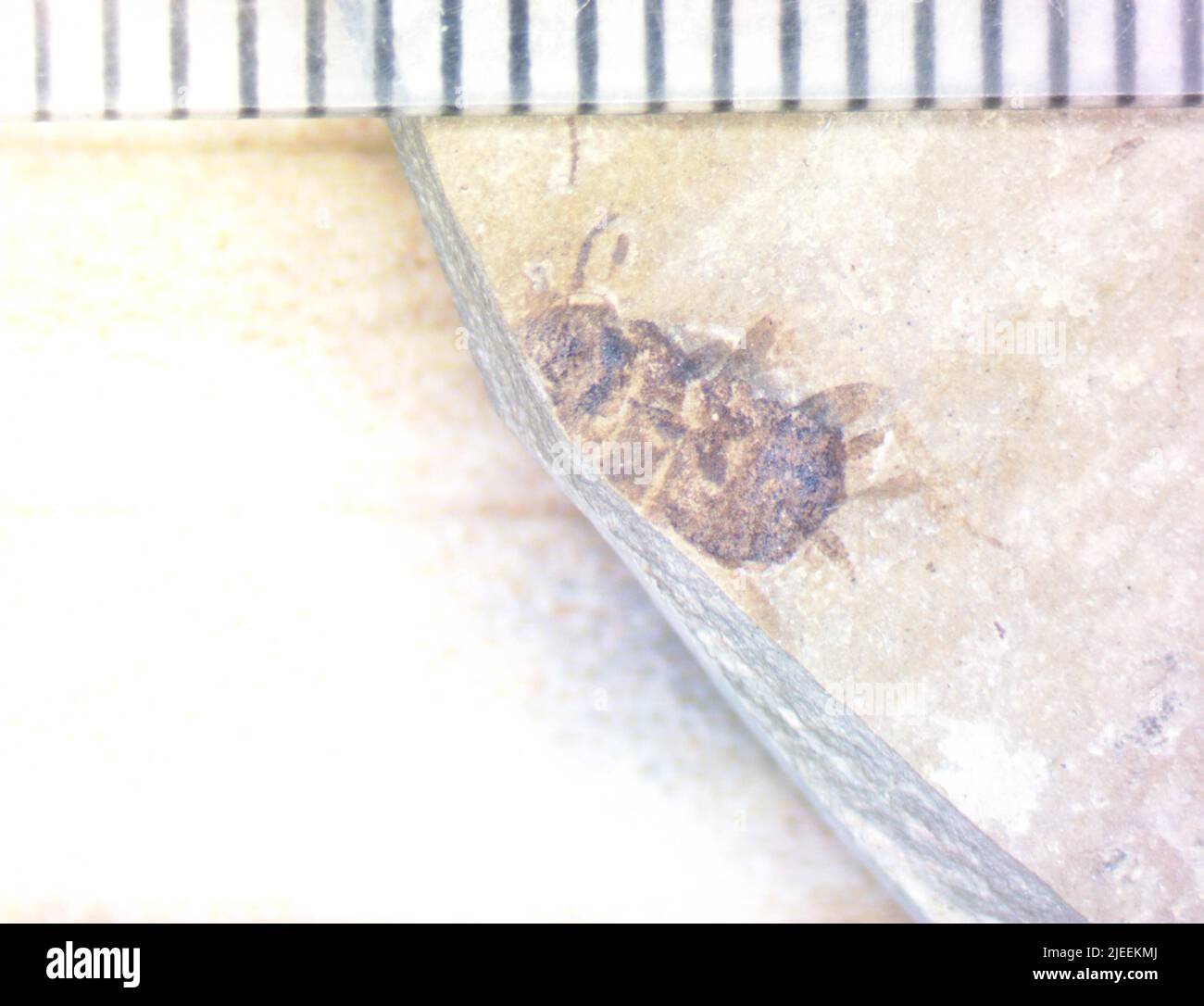 Cockroaches are insects of the order blattodea hi-res stock photography ...