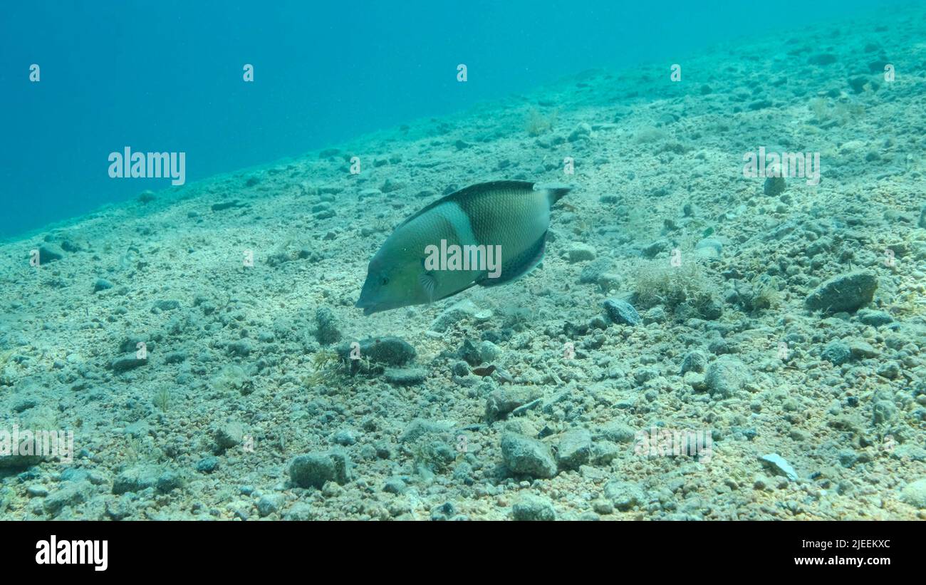 Red Sea, Egypt. 26th June, 2022. Cigar Wrasse swim above sandy bottom ...