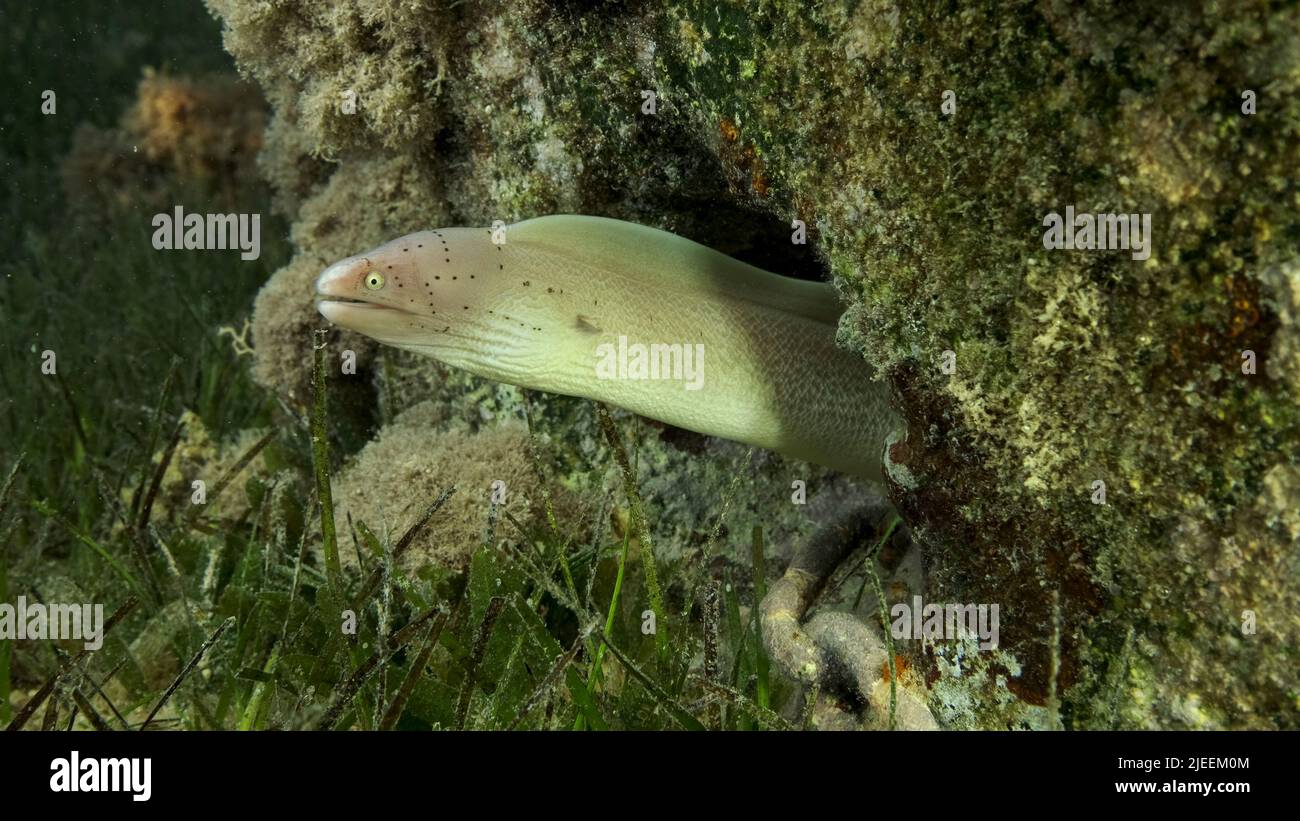 Red Sea, Egypt. 26th June, 2022. Close-up of Moray lie in the coral reef. Geometric moray or Grey Moray (Gymnothorax griseus) on Seagrass Zostera. Red sea, Egypt (Credit Image: © Andrey Nekrasov/ZUMA Press Wire) Stock Photo