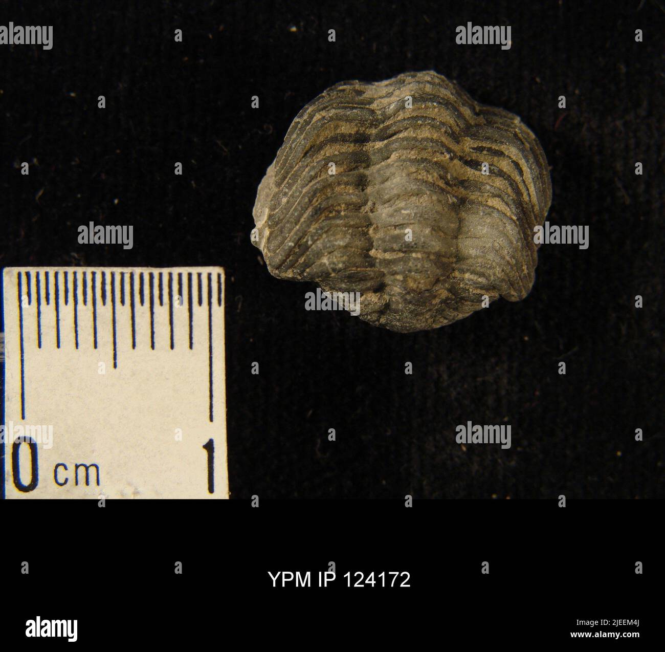 Trilobite fossil phacops hi-res stock photography and images - Alamy