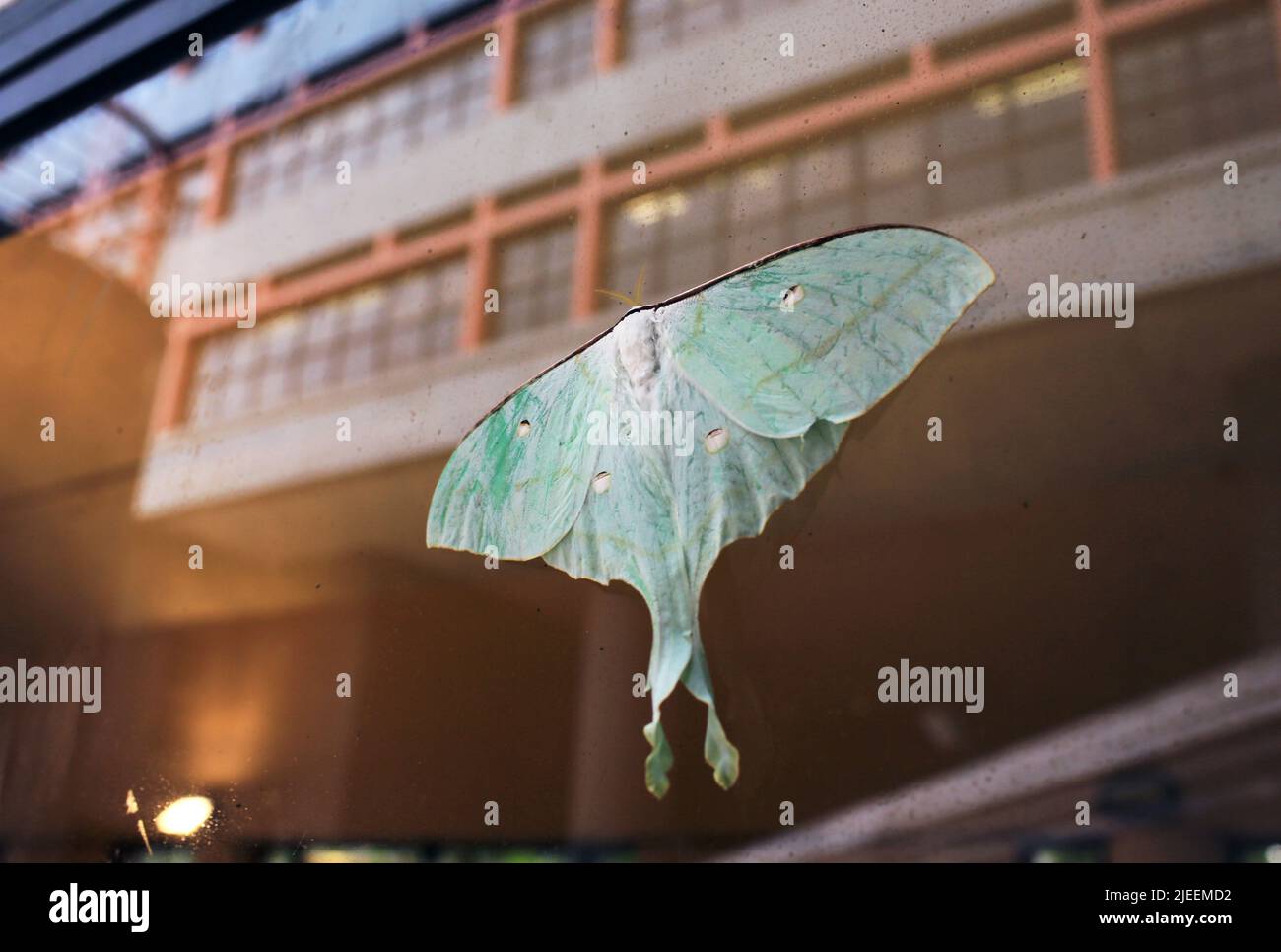 Actias selene ningpoana felder hires stock photography and images Alamy