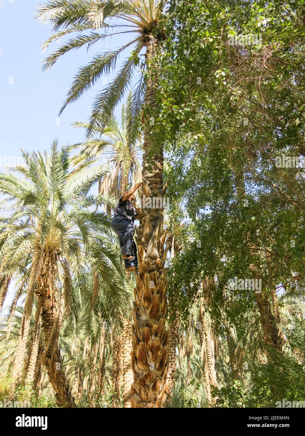 Tree Climber Ascending to the Top of Date Palm parrrin Desert Oasis, Tunisia Stock Photo
