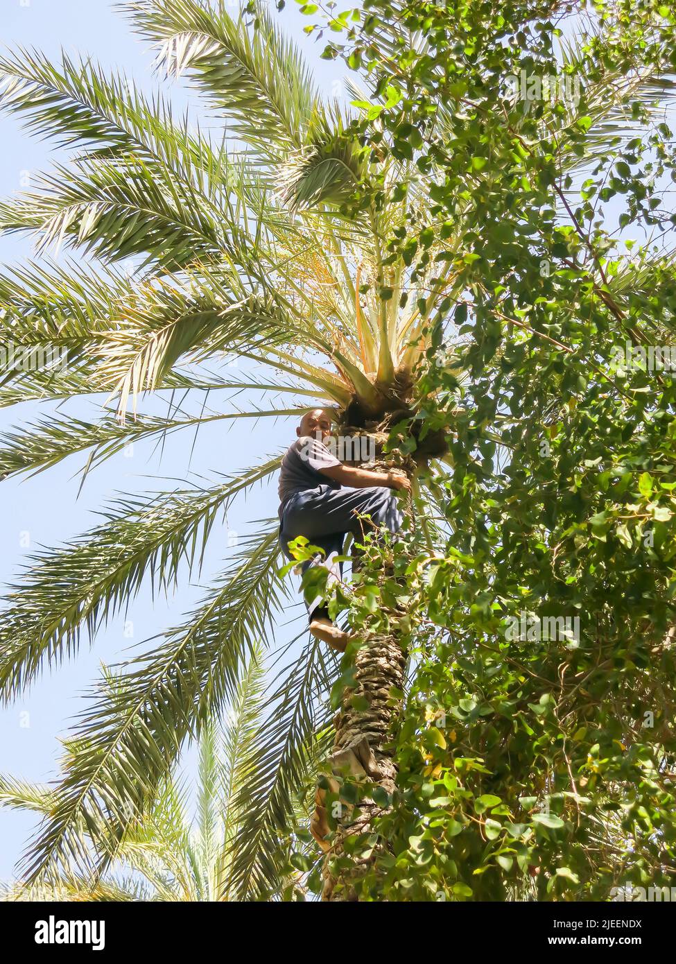 Tree Climber Reached the Top of a Date Palm in Desert Oasis, Tunisia Stock Photo