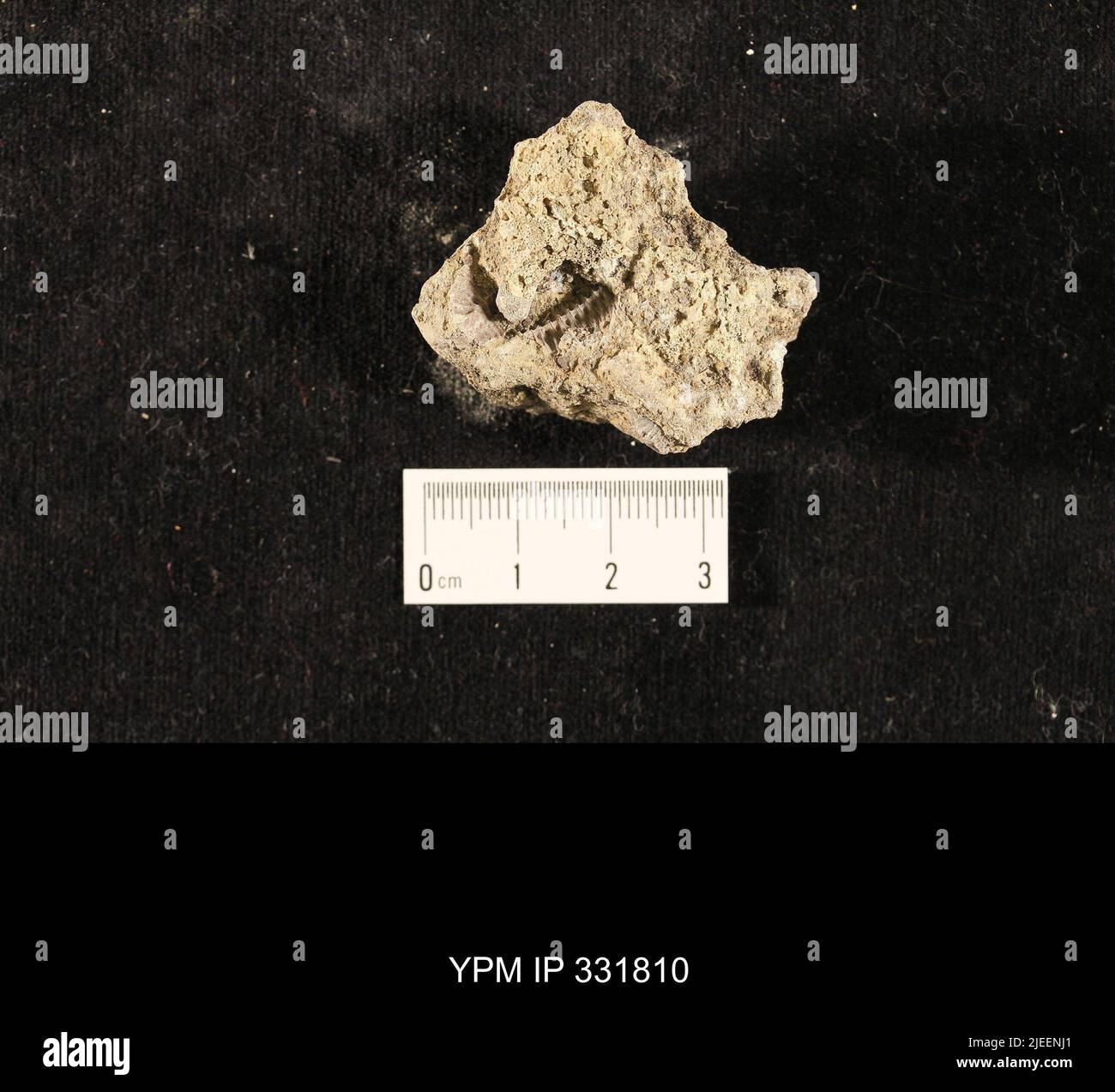 Trilobites body segments hi-res stock photography and images - Alamy