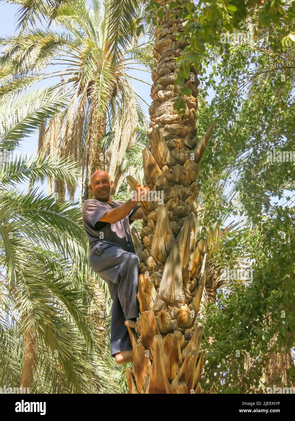 Tree Climber Decending Date Palm in Desert Oasis, Tunisia Stock Photo