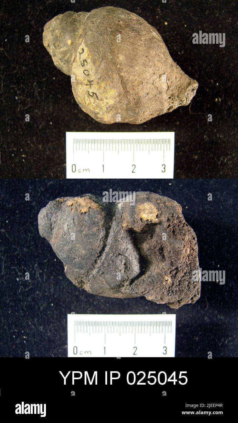 Harpagodes hires stock photography and images Alamy