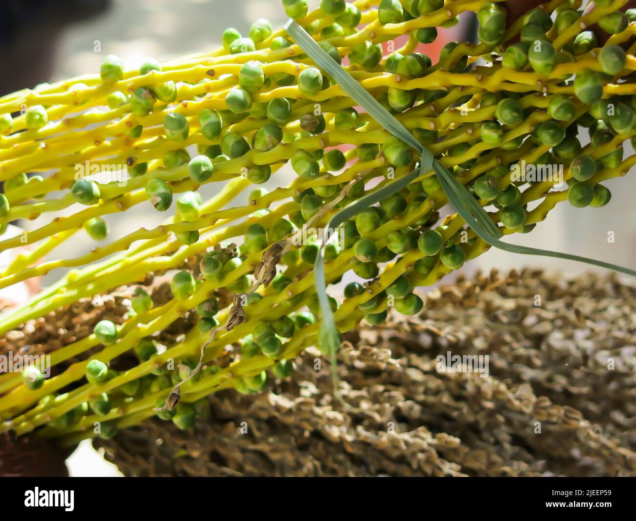 Pollination of Date Palm Stock Photo