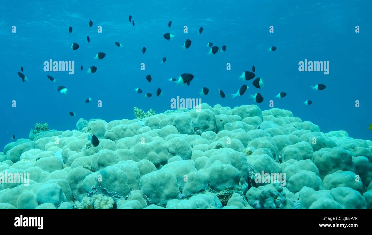 Red Sea, Egypt. 26th June, 2022. Shoal of black and white Chromis swims above coral reef on blue water background. Half-and-half Chromis, Chocolate-dip chromis or Bicolor damselfish (Chromis dimidiata) Red sea, Egypt (Credit Image: © Andrey Nekrasov/ZUMA Press Wire) Stock Photo