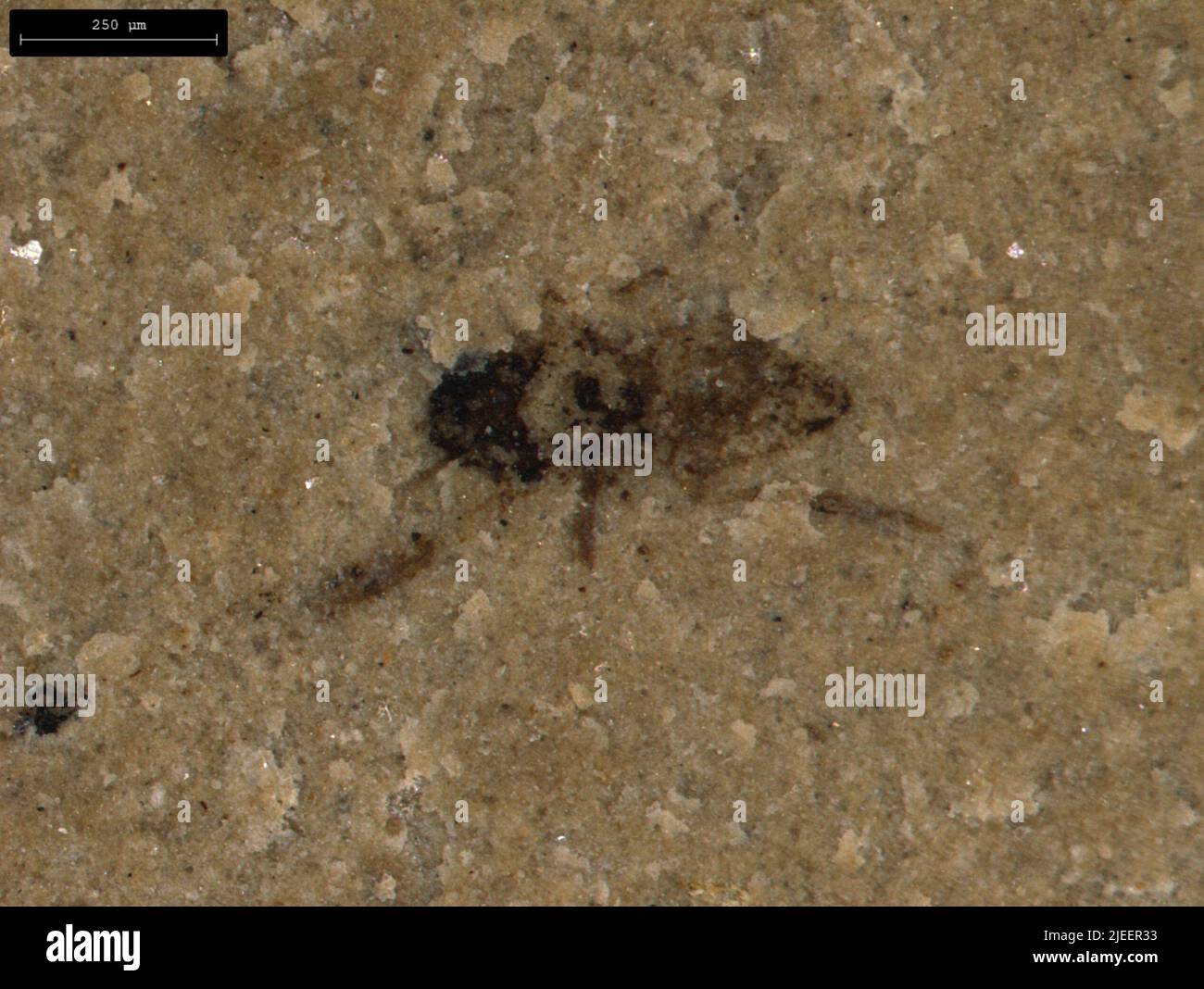 Classification in paleontology hi-res stock photography and images - Alamy