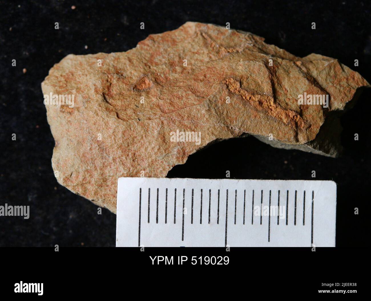 Classification in paleontology hi-res stock photography and images - Alamy