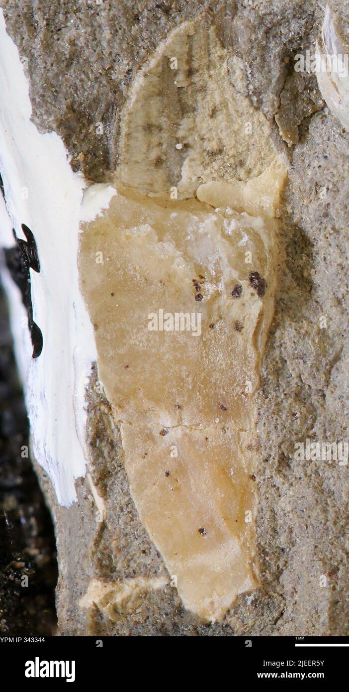 Hinged shells hi-res stock photography and images - Alamy