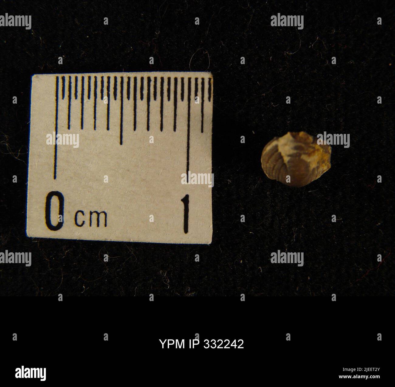 Phacopida hi-res stock photography and images - Alamy