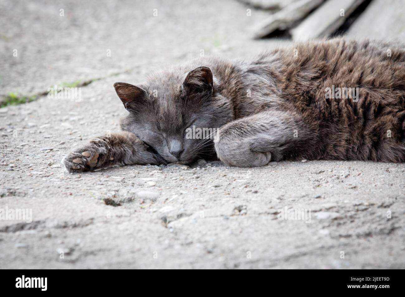 Gray cat sleeping on the asphalt, lazy rest, street cats Stock Photo ...