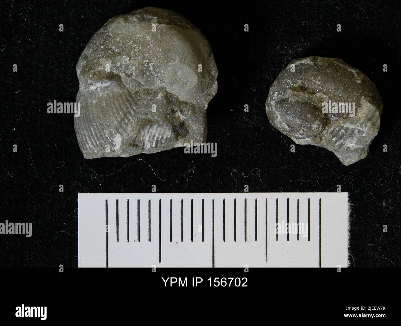 Gastropoda. Stock Photo