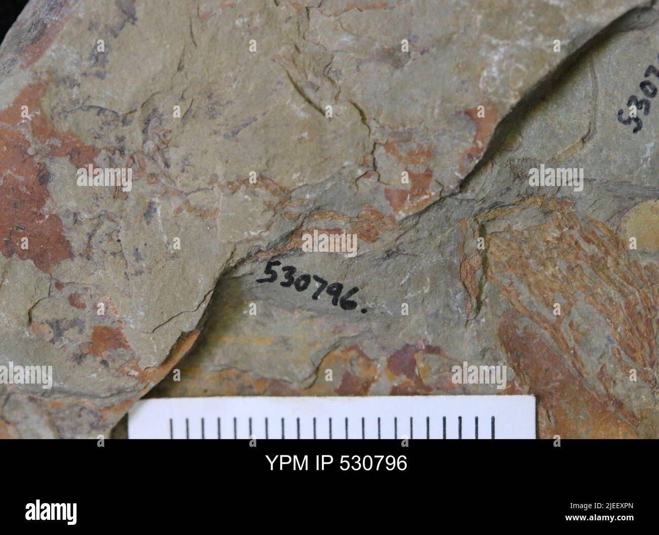 Arthropoda. Stock Photo