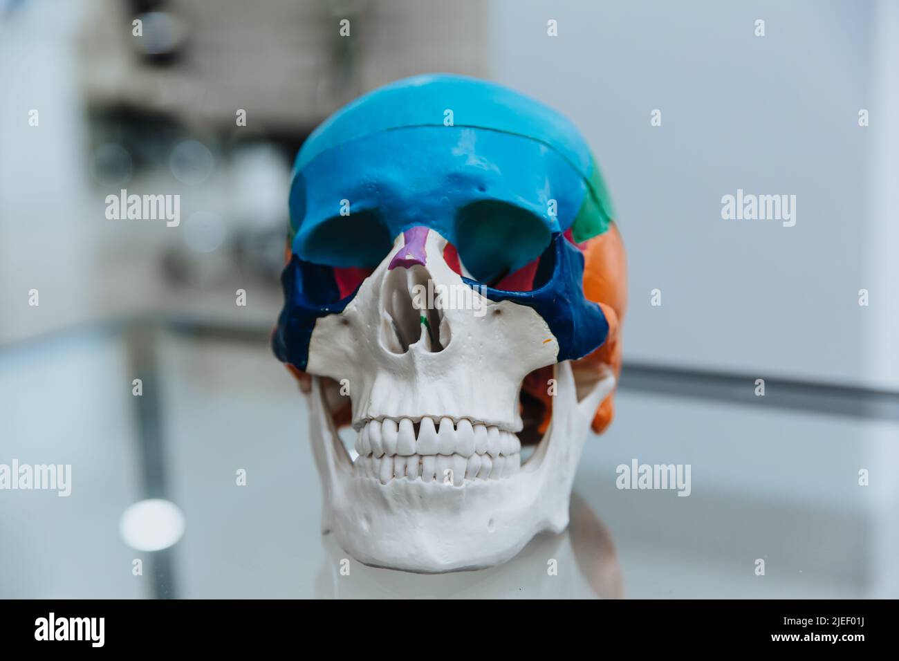 A human skull mannequin stands on a table.The model of the skull for maxillofacial surgery and dentistry. Copy space. Close up. Stock Photo
