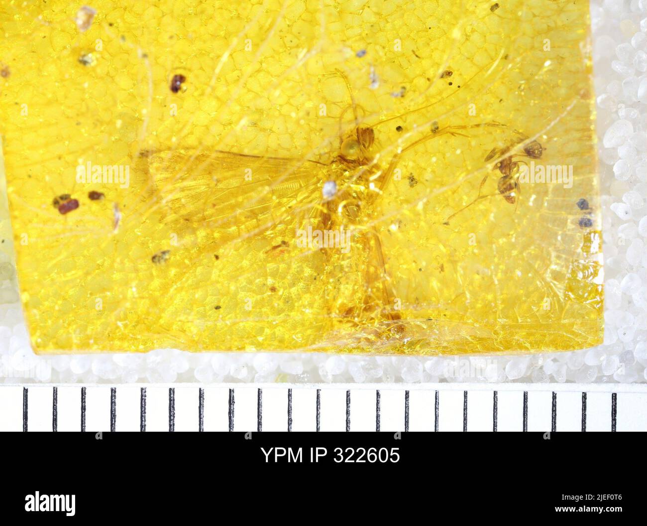 Pyraloidea hi-res stock photography and images - Alamy
