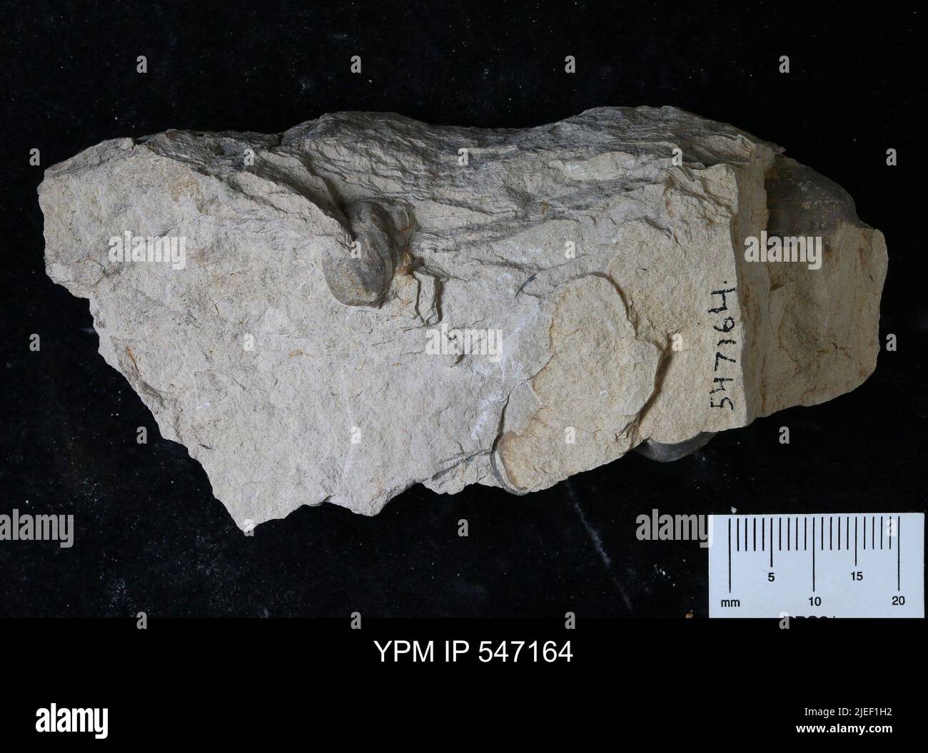 Clay matrix hi-res stock photography and images - Alamy