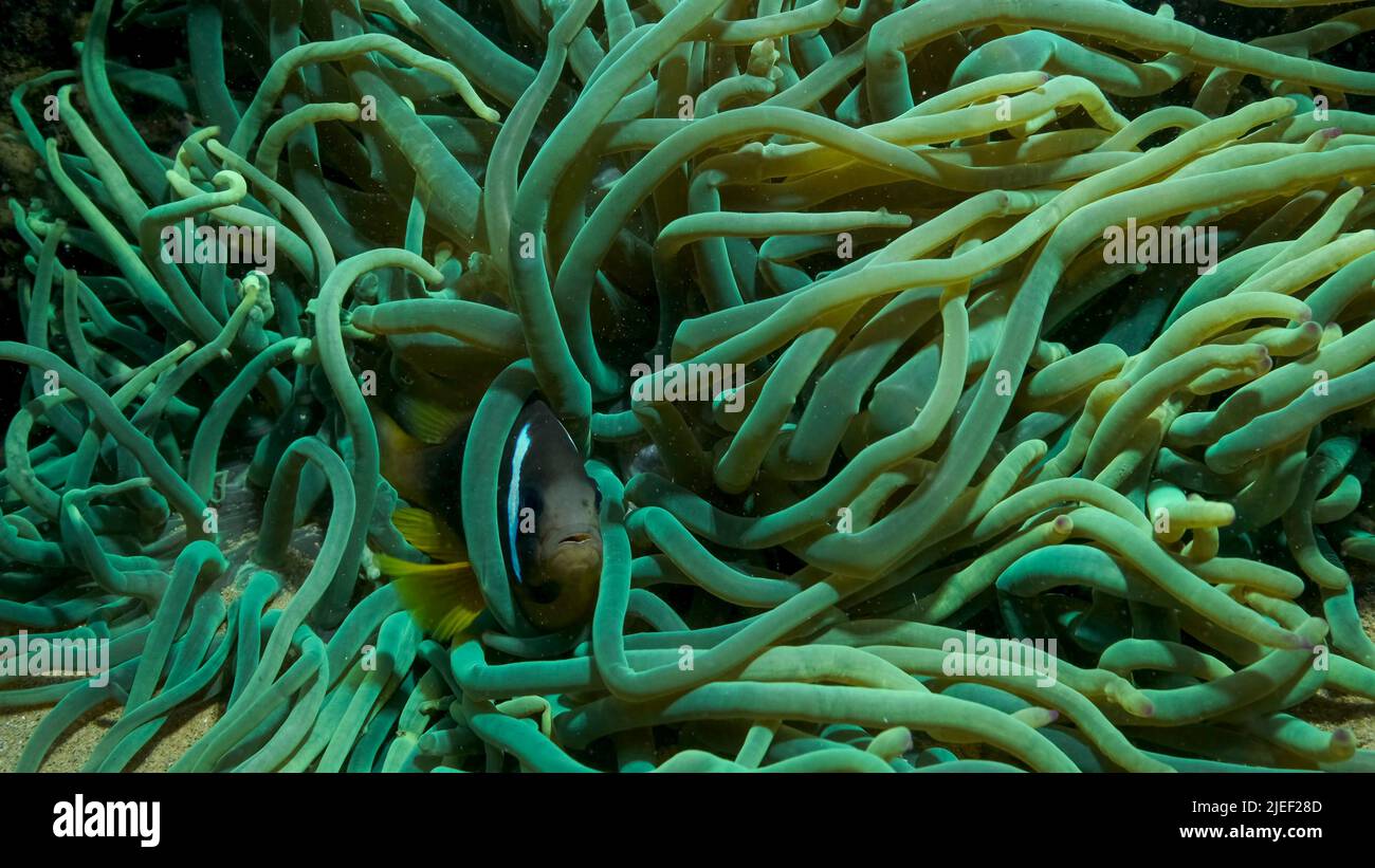 Red Sea, Egypt. 26th June, 2022. Close-up of Clownfish in fluorescent anemone. Red Sea Anemonefish or Threebanded Anemonefish (Amphiprion bicinctus). Red sea, Egypt (Credit Image: © Andrey Nekrasov/ZUMA Press Wire) Stock Photo