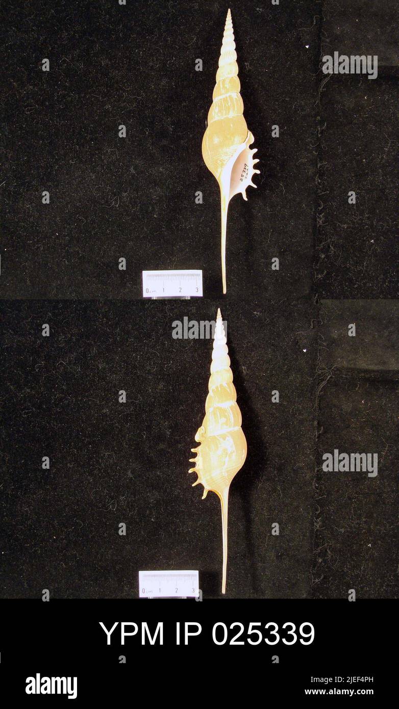 Tibia fusus Linnaeus Stock Photo - Alamy