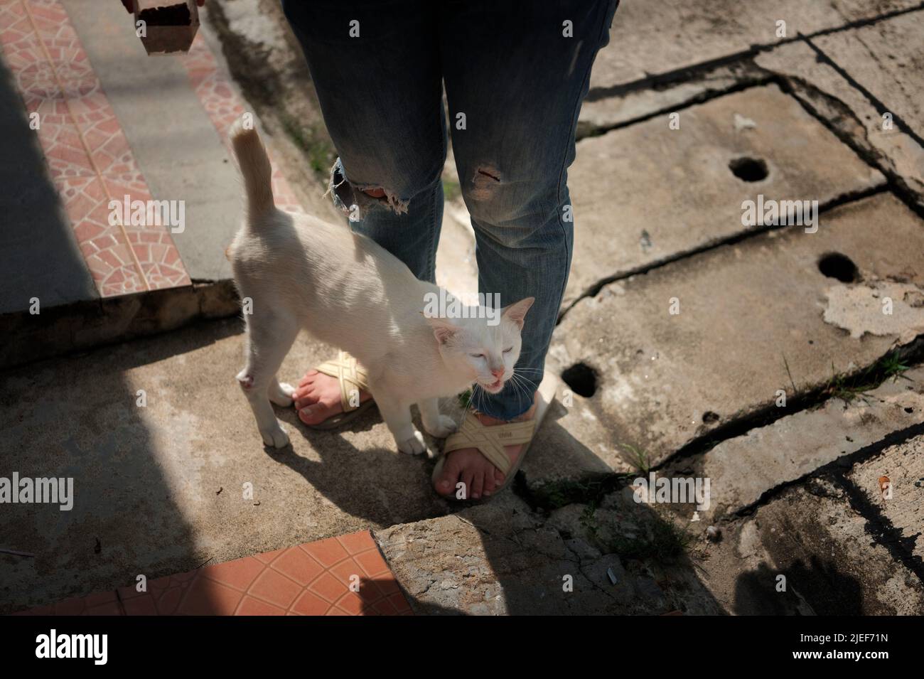Owner Addoring Cat Cat welcome his owner (young woman) at home Stock Photo - Alamy