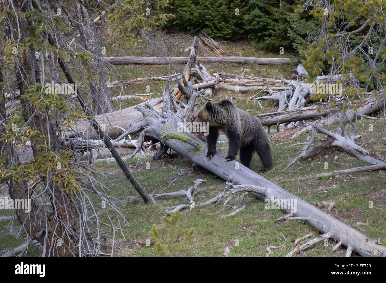 An adult Grizzly Bear, Ursus horribilis, pauses while crossing fallen logs at Yellowstone NP, WY, USA, pre-closure 5/22. Stock Photo