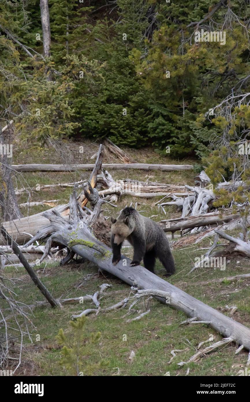 A Grizzly Bear, Ursus horribilis, crosses a fallen log in a Yellowstone NP forest clearing, WY, USA, pre-closure, 5/22. Stock Photo
