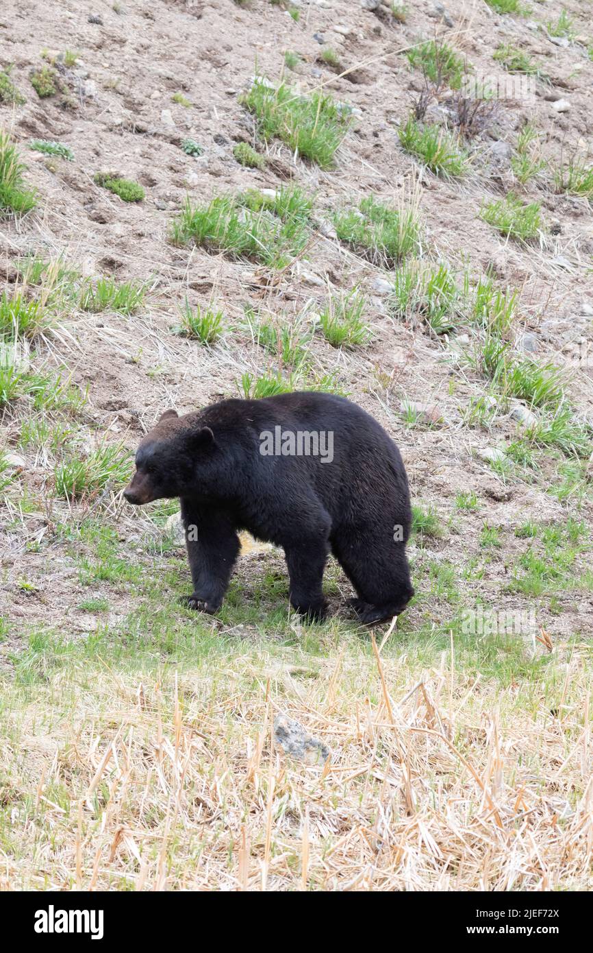 Mature Black Bear, Ursus americanus, walking on a hillside trail near Tower Falls at Yellowstone NP, WY, USA, 5/22 Stock Photo