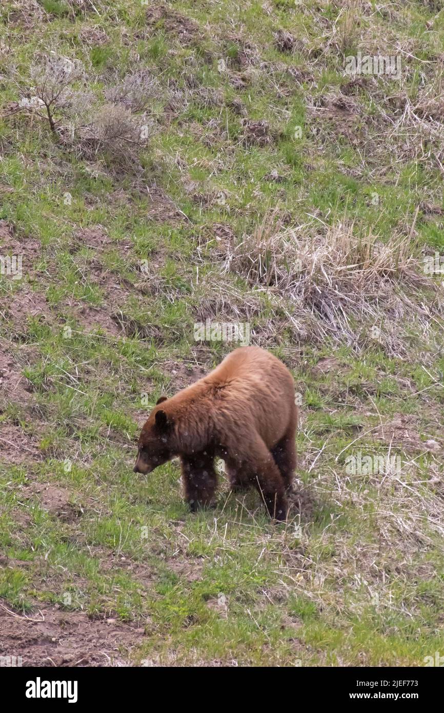 A cinnamon-phase Black Bear, Ursus americanus, posing at a grassy slope in the Lamar Valley, Yellowstone NP, WY, USA Stock Photo