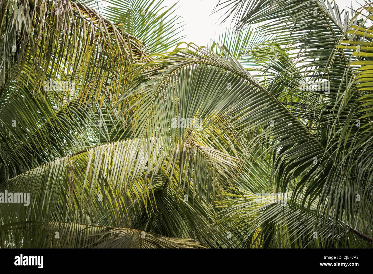 Abstract natural wallpaper background real tropical palm tree, bottom view large lush green leaves texture detail, minimalism exotic design for eco Stock Photo - Alamy Abstract natural wallpaper background real tropical palm tree, bottom view large lush green leaves texture detail, minimalism exotic design for eco Stock Photo - Alamy