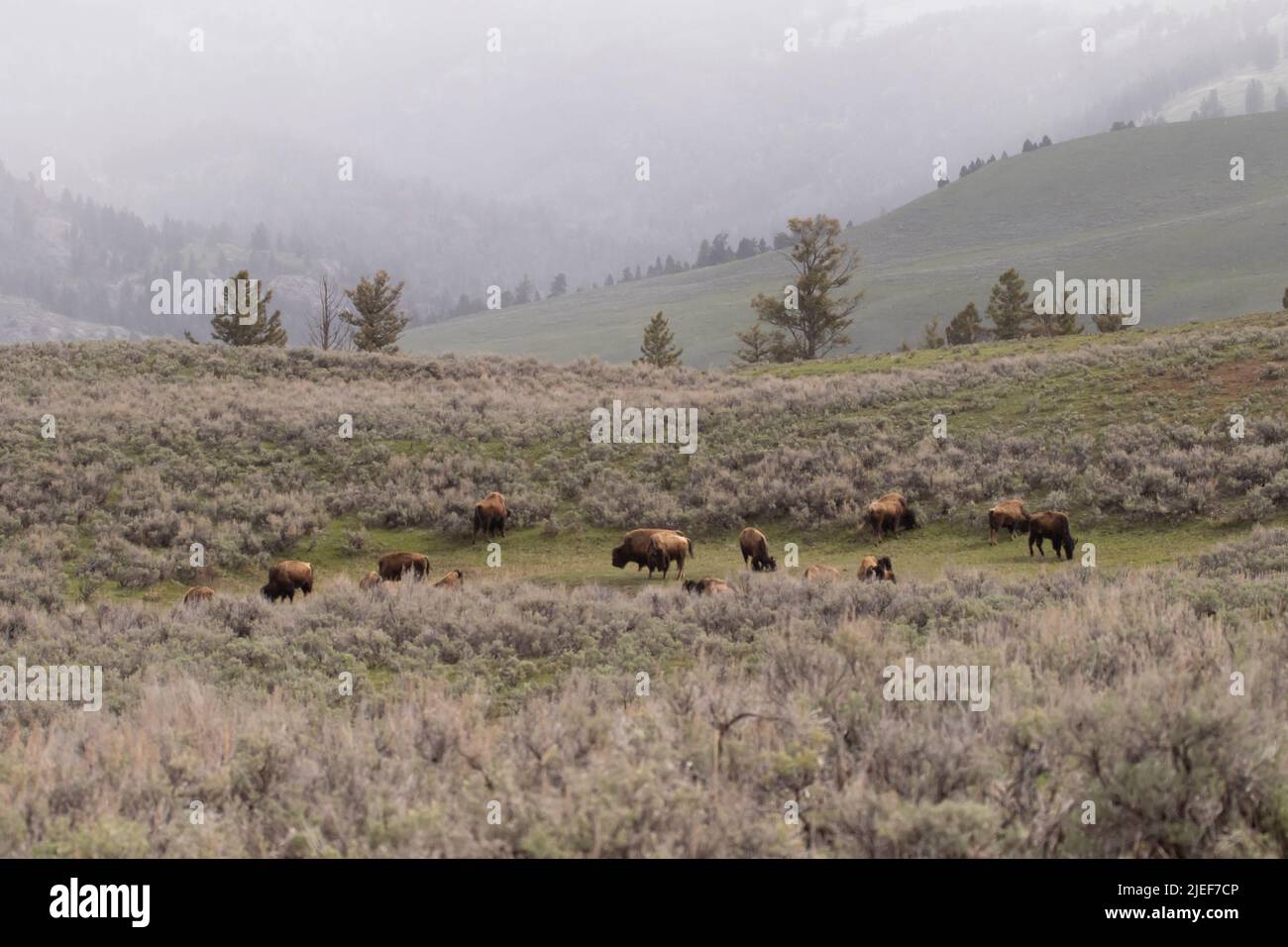 Bison herd, Bison bison, grazes withing a sagebrush meadow in Yellowstone NP's Lamar Valley on a snowy morning. Stock Photo