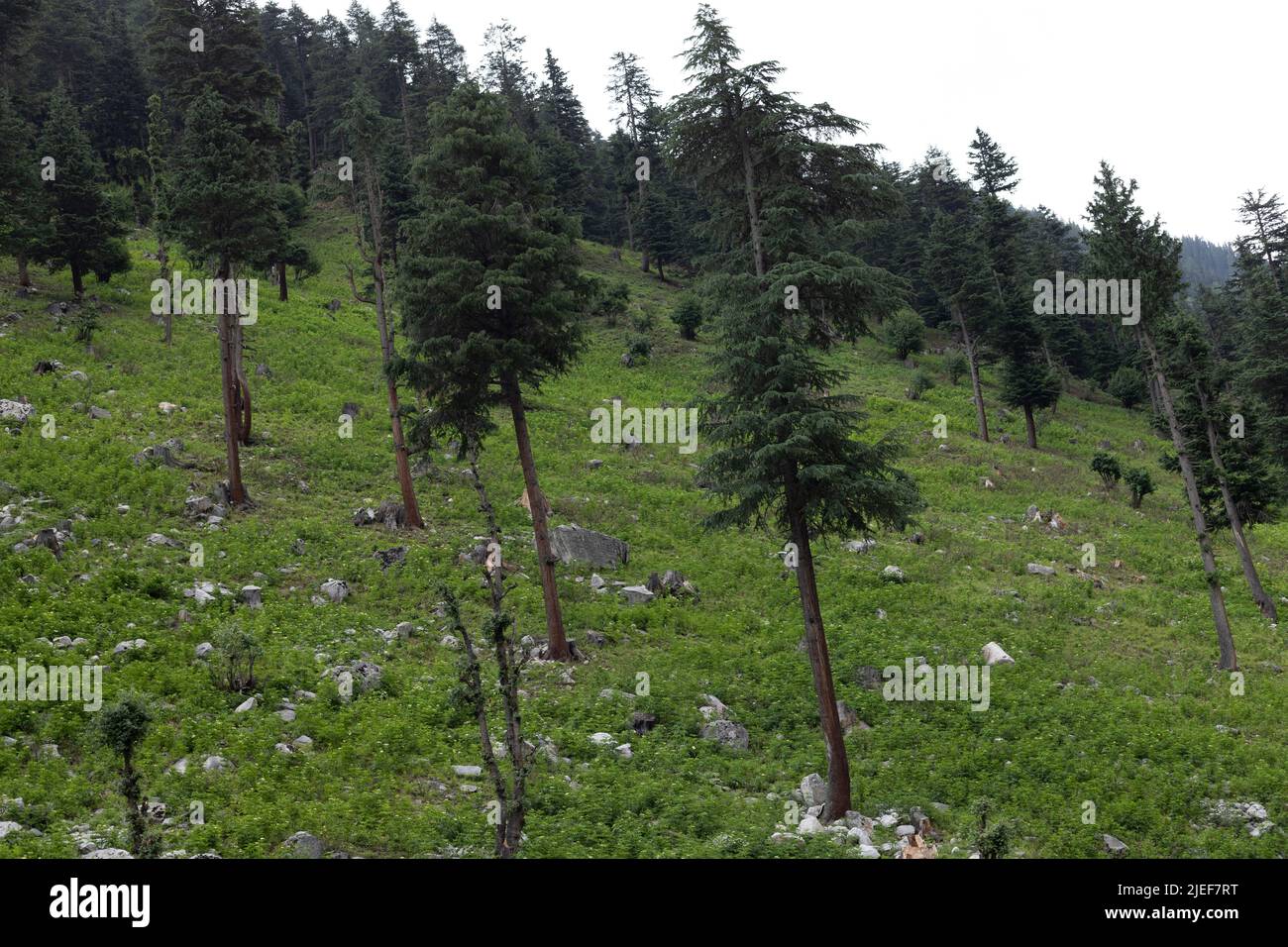 Deodar or cedar trees in kumrat valley Stock Photo